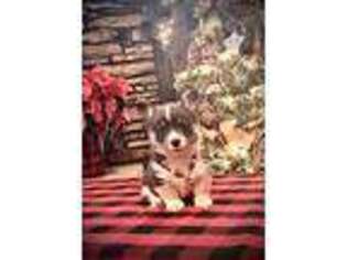 Pembroke Welsh Corgi Puppy for sale in Chesapeake, OH, USA