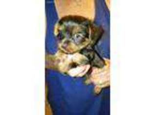 Yorkshire Terrier Puppy for sale in Janesville, WI, USA