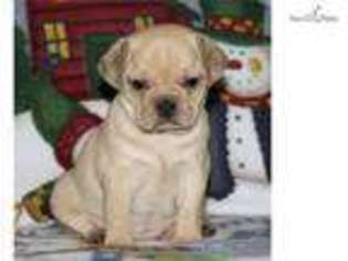Puggle Puppy for sale in Iowa City, IA, USA
