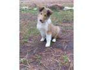 Collie Puppy for sale in Denver, CO, USA