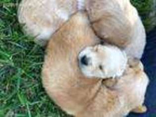 Golden Retriever Puppy for sale in Forest, VA, USA