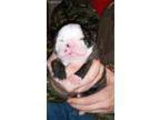 Olde English Bulldogge Puppy for sale in North Augusta, SC, USA