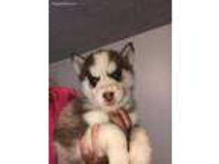 Siberian Husky Puppy for sale in Bangor, MI, USA