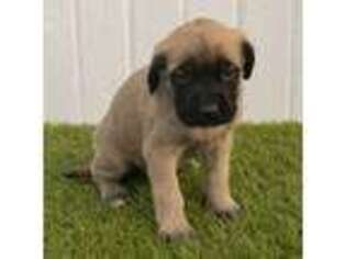 Mastiff Puppy for sale in Dundee, OH, USA