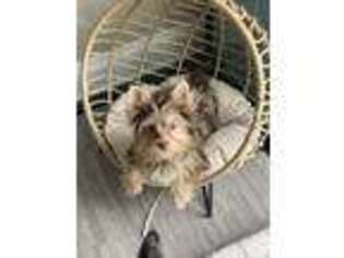 Yorkshire Terrier Puppy for sale in Marlton, NJ, USA