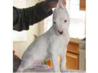 Dogo Argentino Puppy for sale in Temecula, CA, USA