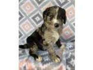 Mutt Puppy for sale in Rome, OH, USA