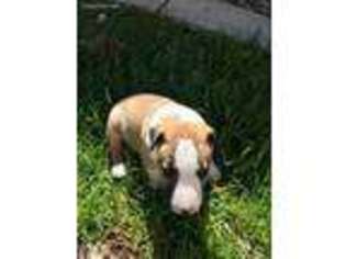 Bull Terrier Puppy for sale in Cedar City, UT, USA