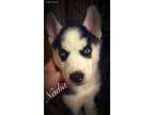Siberian Husky Puppy for sale in Waverly, OH, USA