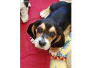 Basset Hound Puppy for sale in Suring, WI, USA