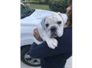 Bulldog Puppy for sale in Athens, OH, USA