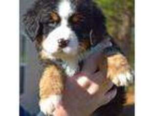 Bernese Mountain Dog Puppy for sale in Virginia Beach, VA, USA