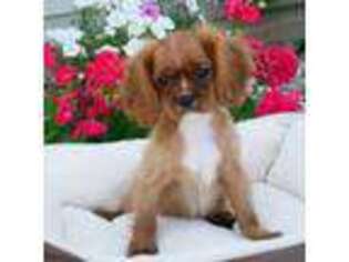 Cavalier King Charles Spaniel Puppy for sale in Marcellus, MI, USA