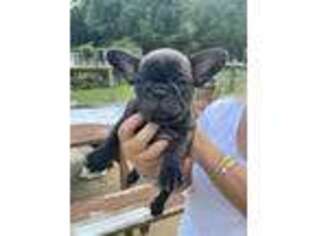 French Bulldog Puppy for sale in Somers, CT, USA