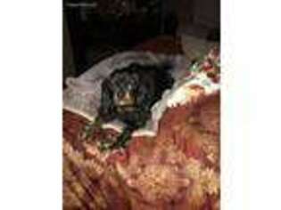 Cavalier King Charles Spaniel Puppy for sale in Windsor, VA, USA