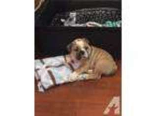 Bulldog Puppy for sale in HILLSIDE, NJ, USA