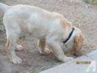 Labrador Retriever Puppy for sale in WINCHESTER, CA, USA