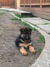 German Shepherd Dog Puppy for sale in Fremont, CA, USA