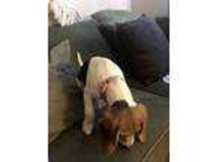 Beagle Puppy for sale in Northglenn, CO, USA