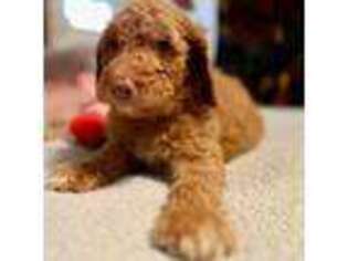 Goldendoodle Puppy for sale in Kershaw, SC, USA