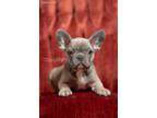 French Bulldog Puppy for sale in Sturkie, AR, USA