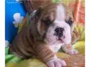 Bulldog Puppy for sale in Floyds Knobs, IN, USA