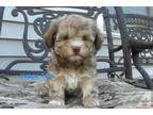 Havanese Puppy for sale in CRYSTAL LAKE, IL, USA