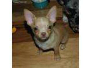 Chihuahua Puppy for sale in Deland, FL, USA