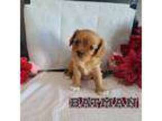 Cavalier King Charles Spaniel Puppy for sale in Darien, IL, USA