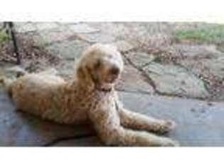 Goldendoodle Puppy for sale in Mc Leansboro, IL, USA