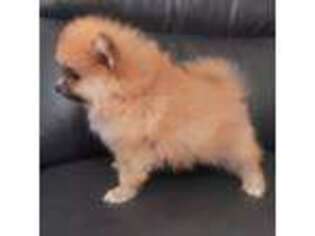 Pomeranian Puppy for sale in Laredo, TX, USA
