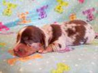 Dachshund Puppy for sale in Austinville, VA, USA