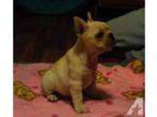 French Bulldog Puppy for sale in HUMANSVILLE, MO, USA