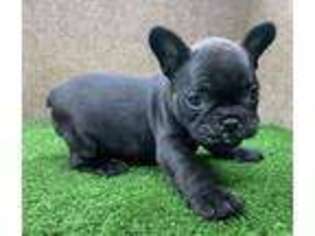 French Bulldog Puppy for sale in Ashland, KY, USA