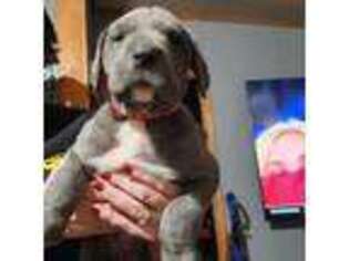 Great Dane Puppy for sale in Nicholson, PA, USA