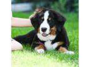Bernese Mountain Dog Puppy for sale in Ottumwa, IA, USA