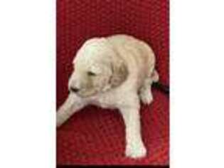 Goldendoodle Puppy for sale in Leland, NC, USA