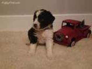 Mutt Puppy for sale in Sweetwater, TN, USA