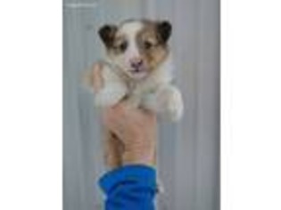 Shetland Sheepdog Puppy for sale in Standish, MI, USA