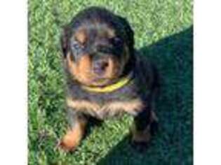 Rottweiler Puppy for sale in Tucson, AZ, USA
