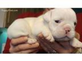 Bulldog Puppy for sale in Assumption, IL, USA