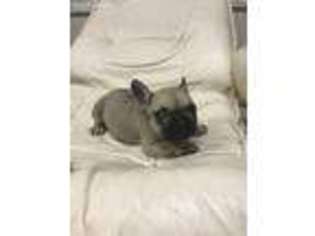 French Bulldog Puppy for sale in West Point, IA, USA