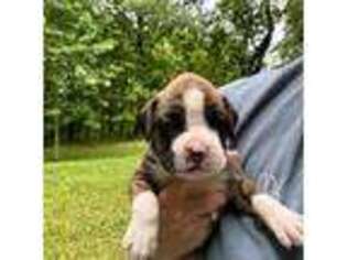 Boxer Puppy for sale in Amissville, VA, USA