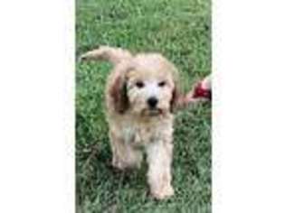 Labradoodle Puppy for sale in Burleson, TX, USA