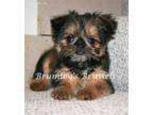 Brussels Griffon Puppy for sale in White, GA, USA
