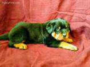 Rottweiler Puppy for sale in Grantville, PA, USA
