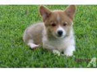 Mutt Puppy for sale in BONHAM, TX, USA