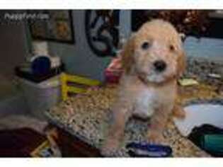 Goldendoodle Puppy for sale in Cape Coral, FL, USA