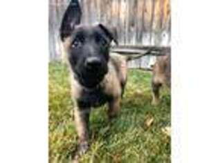 Belgian Malinois Puppy for sale in Meridian, ID, USA