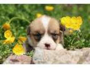 Pembroke Welsh Corgi Puppy for sale in Grand Rapids, MI, USA